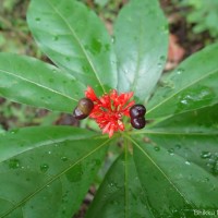 Rauvolfia serpentina (L.) Benth. ex Kurz